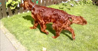 aimee